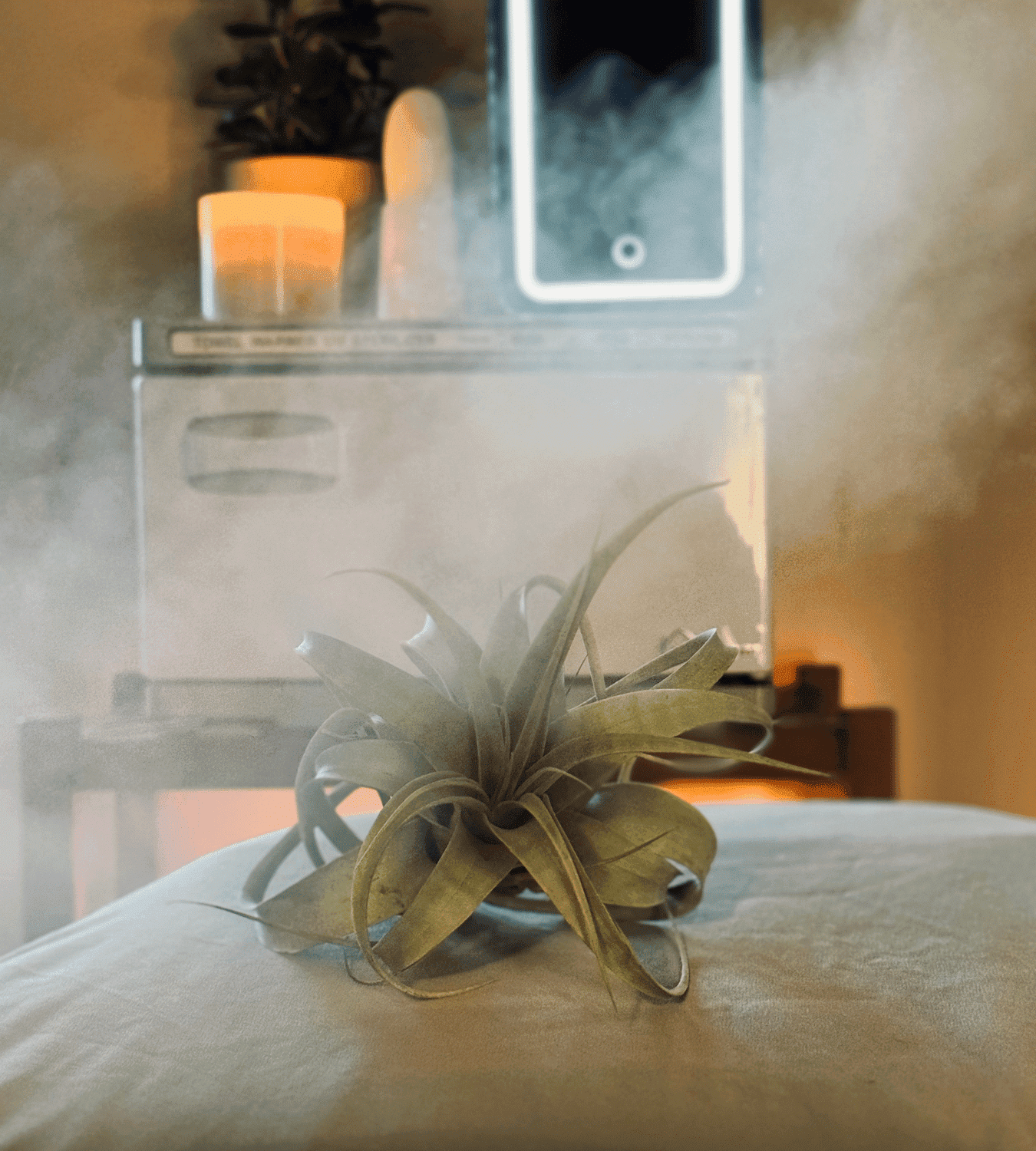 A green air plant on a cushion, with a misty background and a candlelit ambiance.